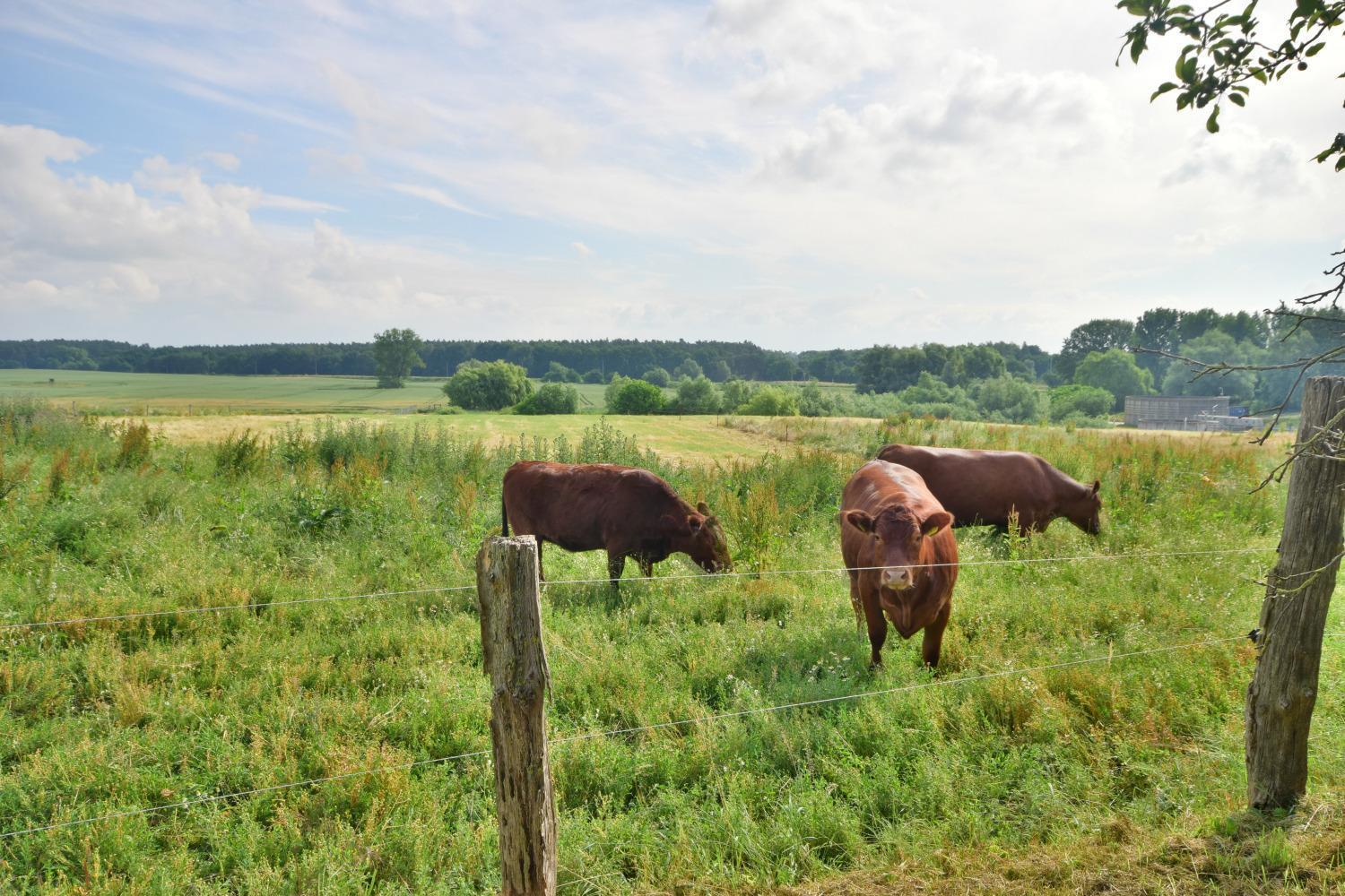 Ferienwohnung Feldblick Auf Dem Bauernhof Am Schweriner See Bad Kleinen 外观 照片